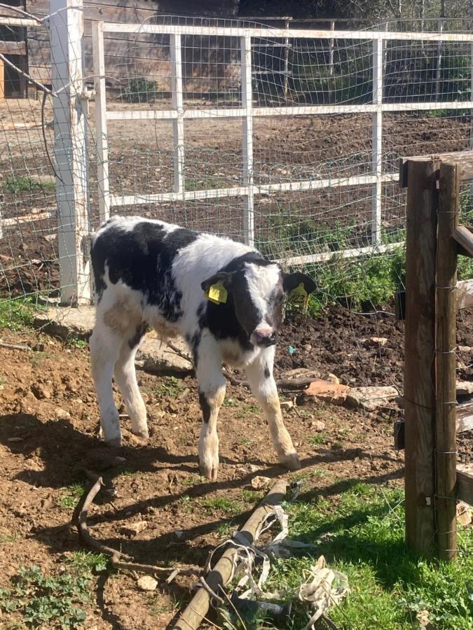La Villa De I Casali Del Troscio カパルビオ エクステリア 写真